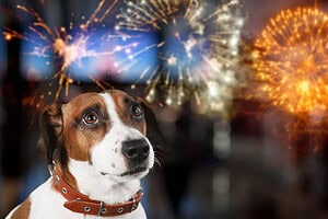 Dog Watching Fireworks