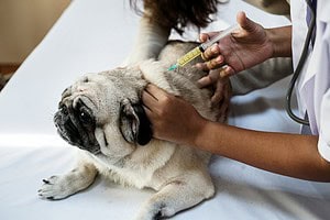 Dog Vaccination