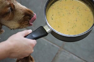 Dog Bone Broth