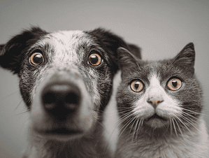 Dog And Cat Curious Expression Pet Dental Health No Activated Charcoal