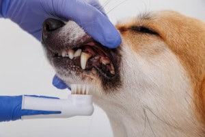 Dog Teeth Cleaning