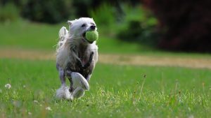 Pure Natural Dog Joint Support For Happy Hips Image