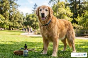 The Best Cbd For Arthritic Dogs To Keep Them Moving Image