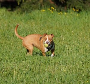 Top Rated Probiotics To Keep Your Pitbull Feeling Pawsome Image