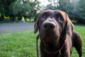 Chocolate Ok For Dogs A Guide To Toxicity And When To Worry Image