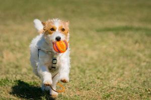 Dont Let Your Dog Get Rusty Why Chicken Collagen Is The Secret To Joint Health Image