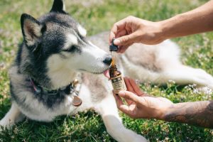 How To Use Cbd Pain Relief For Dogs Safely Image