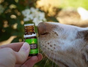 The Ultimate Guide To Omega 3 For Dogs Dosage Image