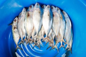 Canine Fish Oil Dosing Made Simple With Our Chart Image