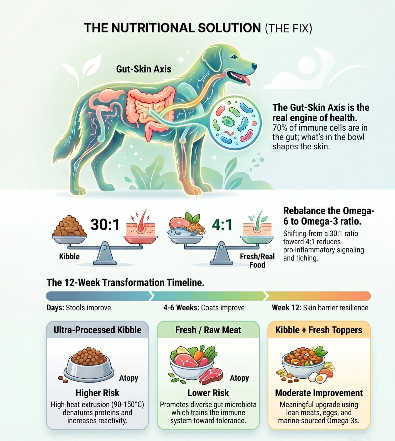 Infographic Explaining How Apoquel And Cytopoint Block The Il-31 Itch Signal In Dogs Without Addressing The Underlying Allergen, With Statistics Showing Only 60% Of Moderate-To-Severe Atopic Dermatitis Cases Are Controlled On Once-Daily Apoquel And A Note On Long-Term Immune Monitoring