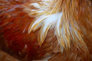Stop The Stink With Chicken Collagen Dental Powder And Supplements Image