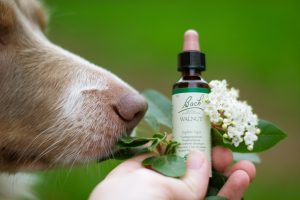 The Zen Dog Natural Remedies For Canine Anxiety Image