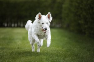 Why Your Dog Needs Pure Glucosamine Sulfate Now Image