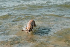 Fish Oil Safety Side Effects And Pancreatitis Risks Image