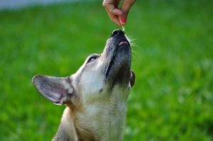 Fishy Business The Best Way Of Giving Fish Oil To Dogs Image