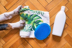 How To Whip Up A Homemade Dog Anti Itch Cream Fast Image