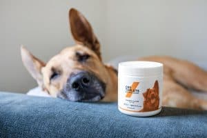 Itchy Dog Remedy 5 Quick Changes For Fast Relief Image