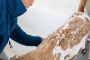 The Best Homemade Dog Wash For Itchy Skin And Shiny Coats Image
