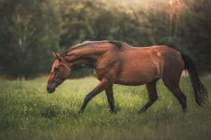 The Mane Event In Premium Horse Joint Care Image
