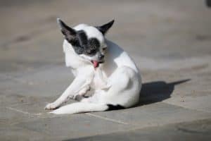 The Ulti Mutt Guide To Home Remedies For Itchy Dog Skin Relief Image