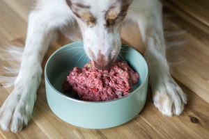 Why Your Dog Needs More Than Just Kibble Image