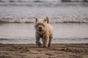 Yucca Root Joint Support For More Tail Wags Image