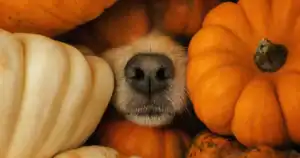 Can Dogs Eat Pumpkin Facebook Share