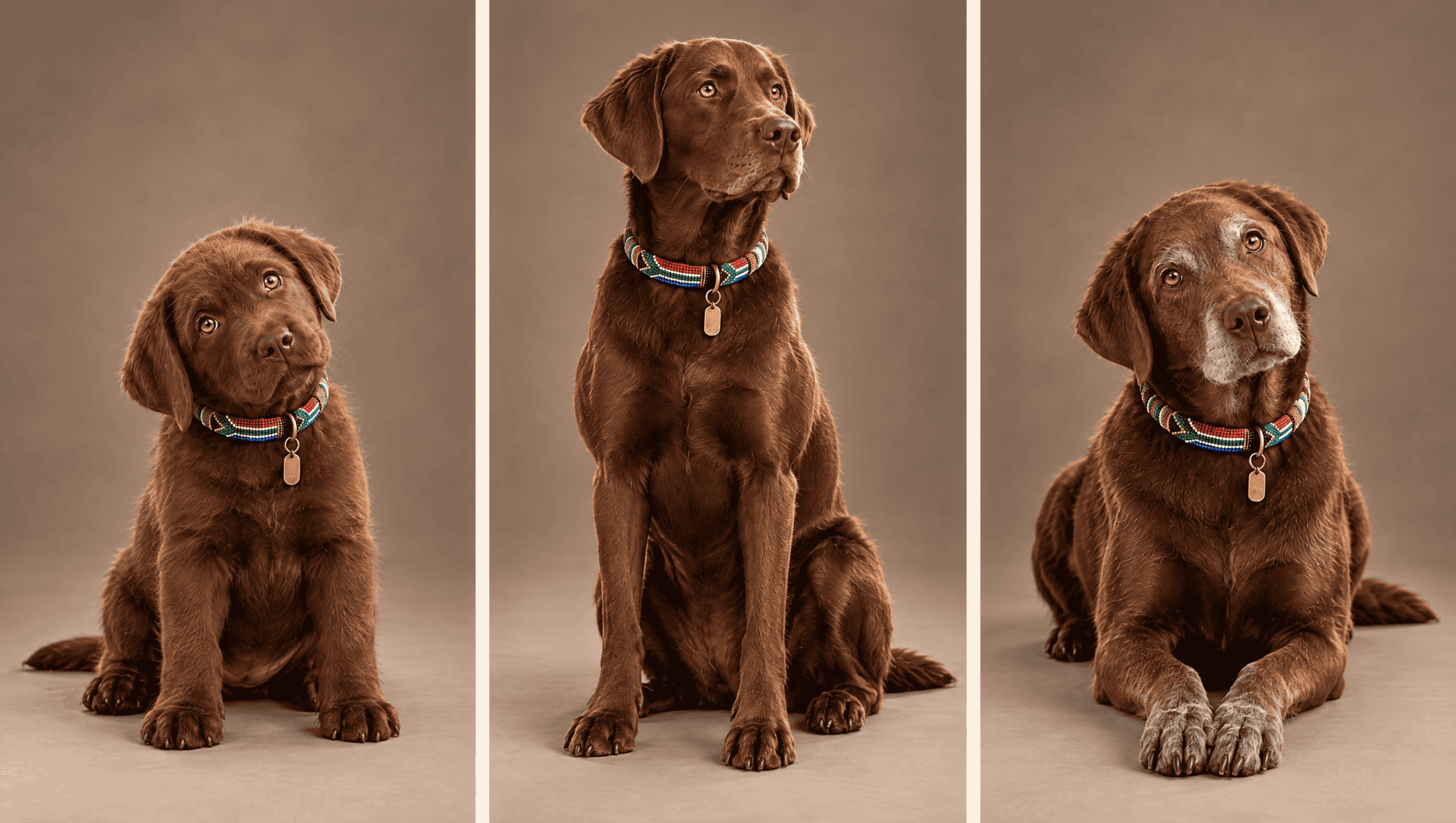Studio portraits of a chocolate Labrador at three ages, as a fluffy puppy, a glossy young adult and a grey-muzzled senior, each wearing a South African beaded collar.