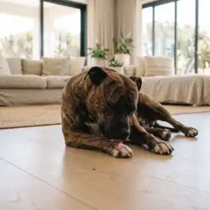 Kibble And Itchy Skin In Dogs Image
