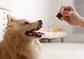Cbd For Dogs