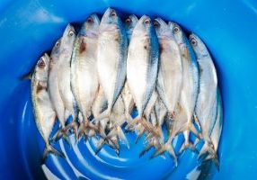 Fish Oil For Dogs Dosage Chart