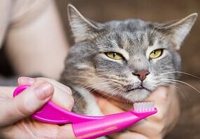 Cat Dental Care Cat Dental Care