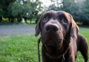 Chocolate Ok For Dogs