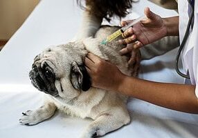 Dog Vaccination