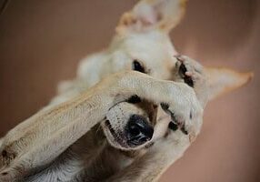 Dog'S Scratching