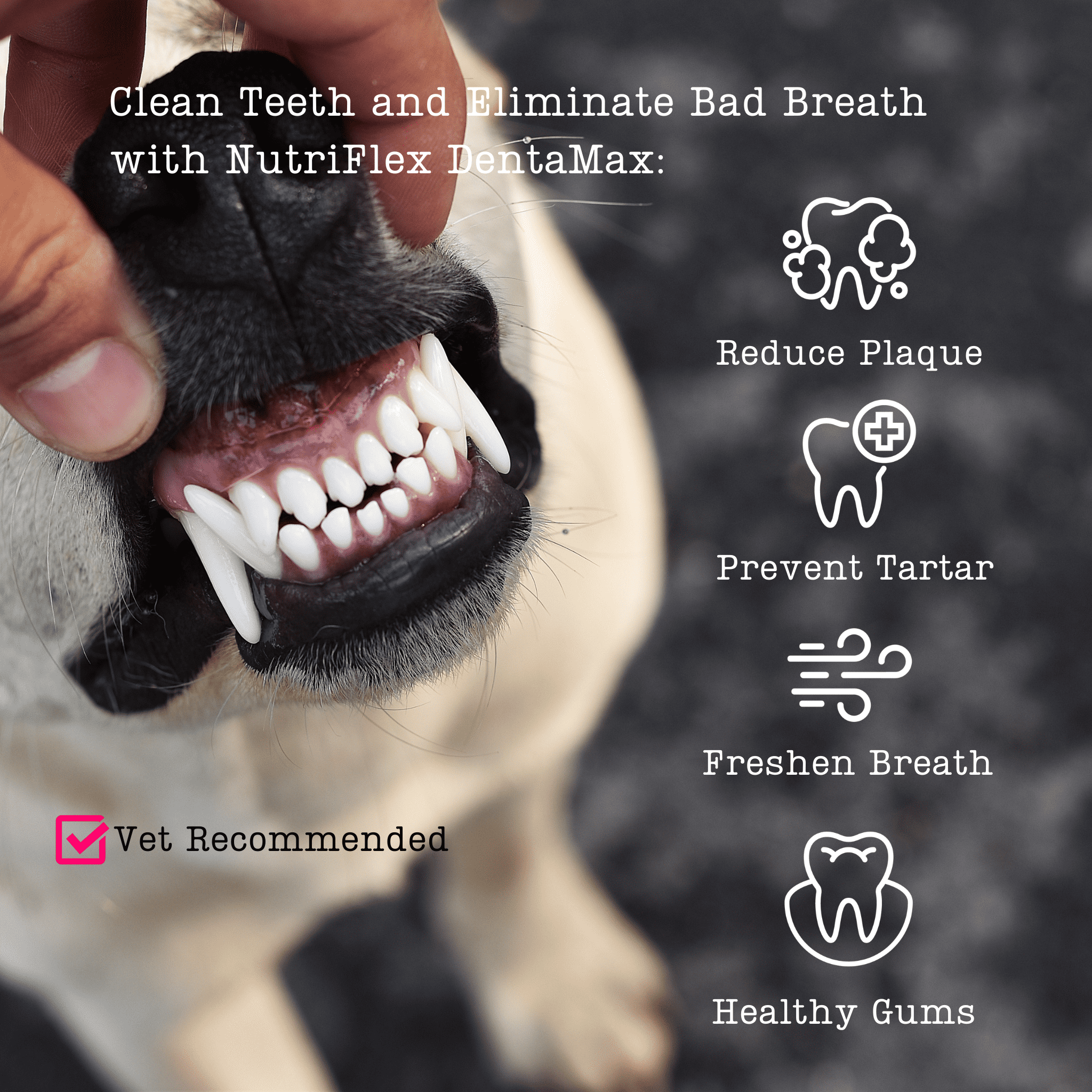 DentaMax infographic dog with clean white teeth