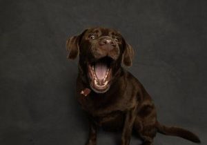 Chocolate Deadly For Dogs