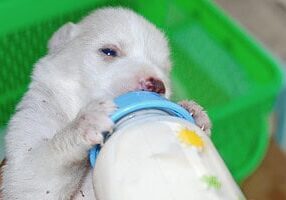 Dog Colostrum