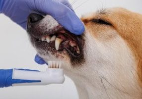 Dog Teeth Cleaning