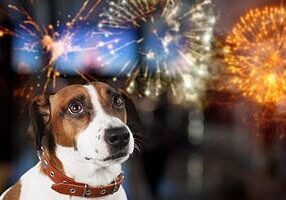 Dog Watching Fireworks