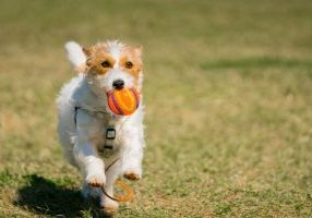 Chicken Collagen Dogs Mobility