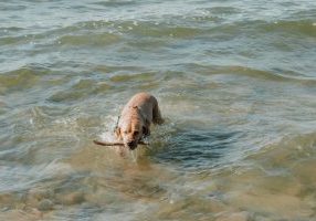 Too Much Fish Oil For Dog