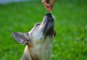 Giving Fish Oil To Dogs