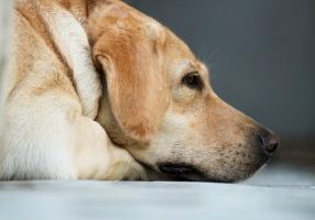 Cbd Oil For Dogs Pain Relief