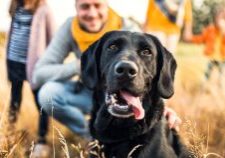 How-To-Remove-Plaque-Dog-Dental-Care-Happy-Black-Labrador-Enjoying-Walk-With-Human-Family