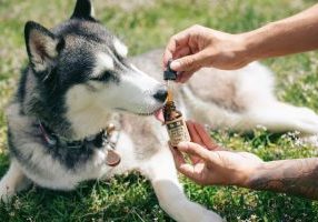 Cbd Pain Relief For Dogs