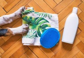 Homemade Itch Cream For Dogs