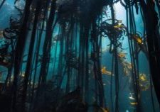 Underwater Sea Kelp Forest