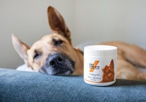 Itchy Dog Remedy