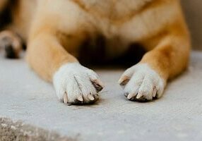 Dog Joint